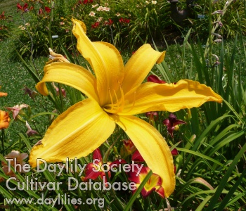 Daylily Gussie Harris